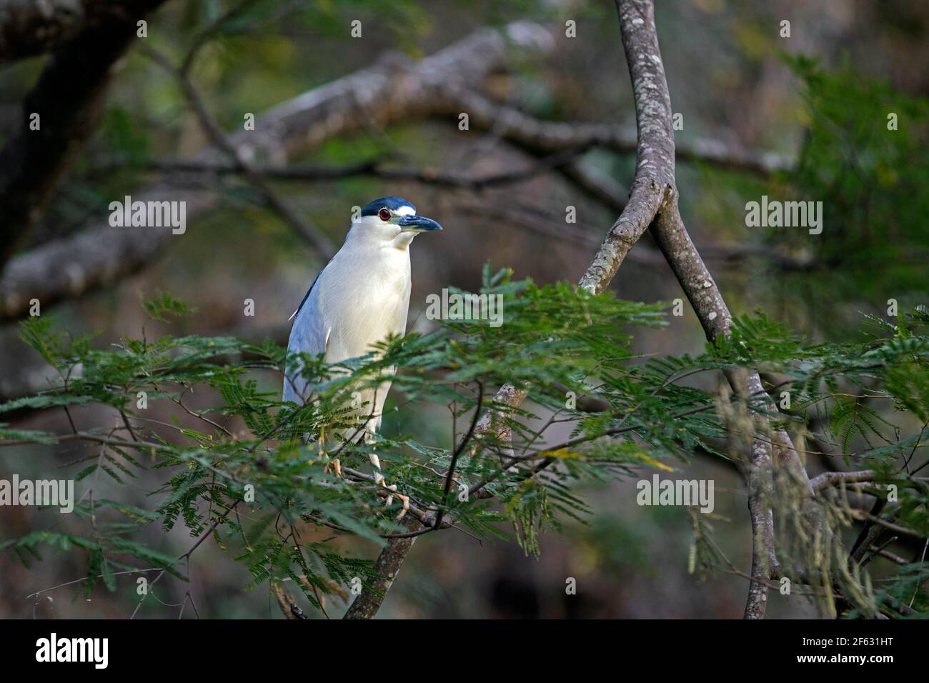 Schwarzer Nachtreiher / Schwarzer Nachtreiher (Nycticorax nycticorax) im Baum im Sumidero Canyon Nationalpark, Chiapas, Mexiko Stockfoto