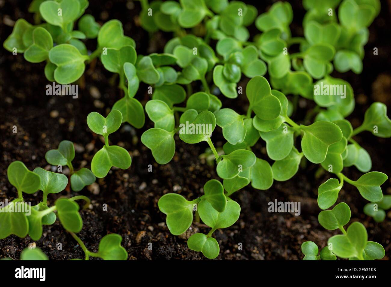 Rettichsprossen sind im Boden gekeimt. Frühling und Gartenarbeit Stockfoto