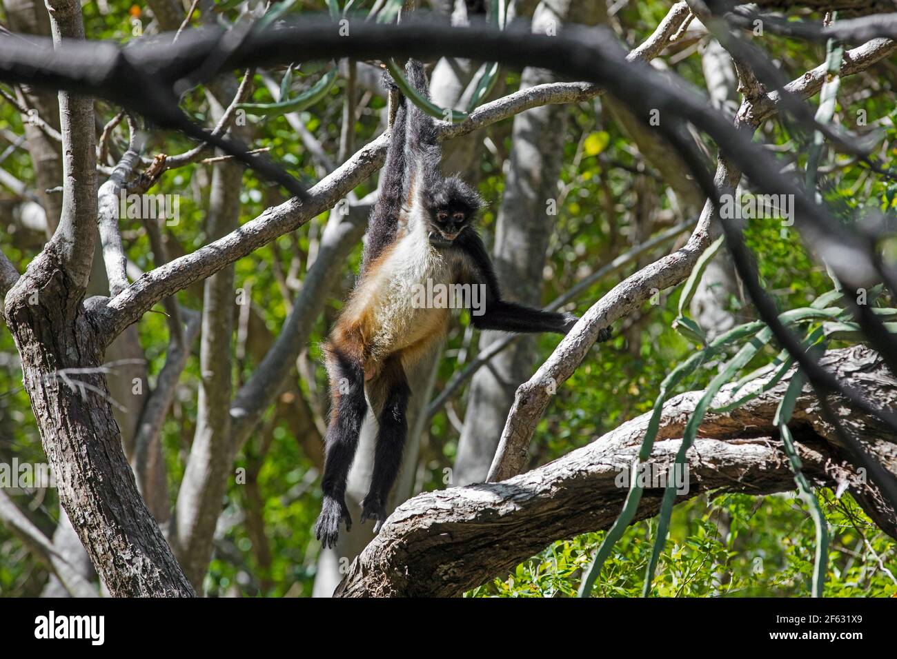 Mexikanischer Spinnenaffe (Ateles geoffroyi vellerosus) im Baum mit Kragen und Sender im Sumidero Canyon Nationalpark, Chiapas, Mexiko Stockfoto