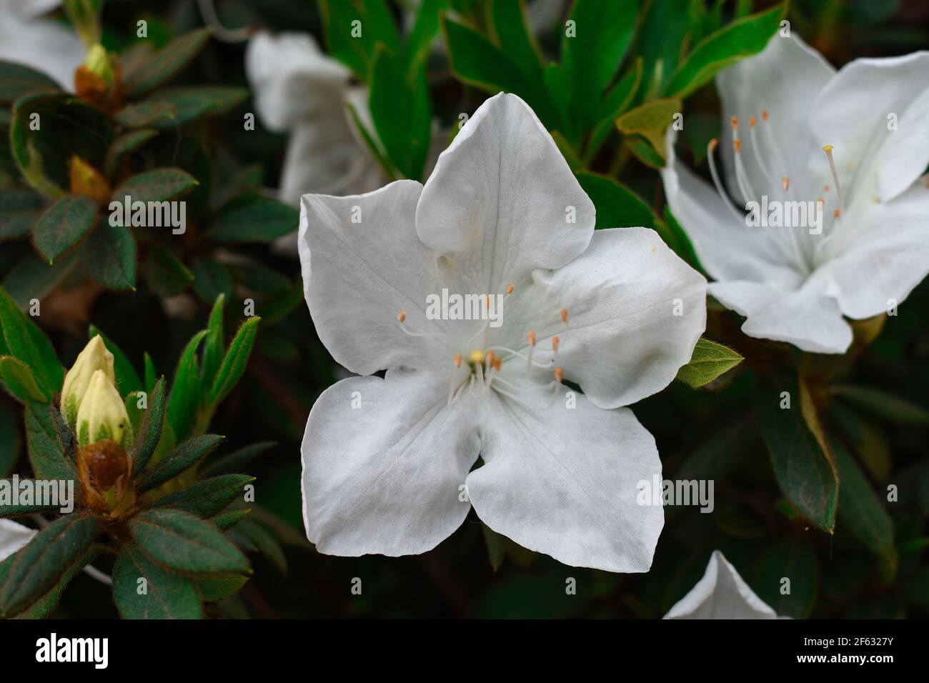 Angenehm blhte weie Azaleen Blumen, eine Topfpflanze im Innenbereich  Stockfotografie - Alamy