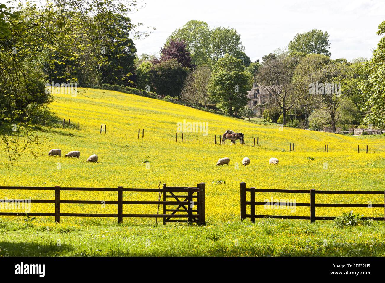 Die Cotswolds im Frühling - Pferde und Schafe in einem Feld von Butterblumen in Lower Dean in der Nähe von Turkdean, Gloucestershire UK Stockfoto