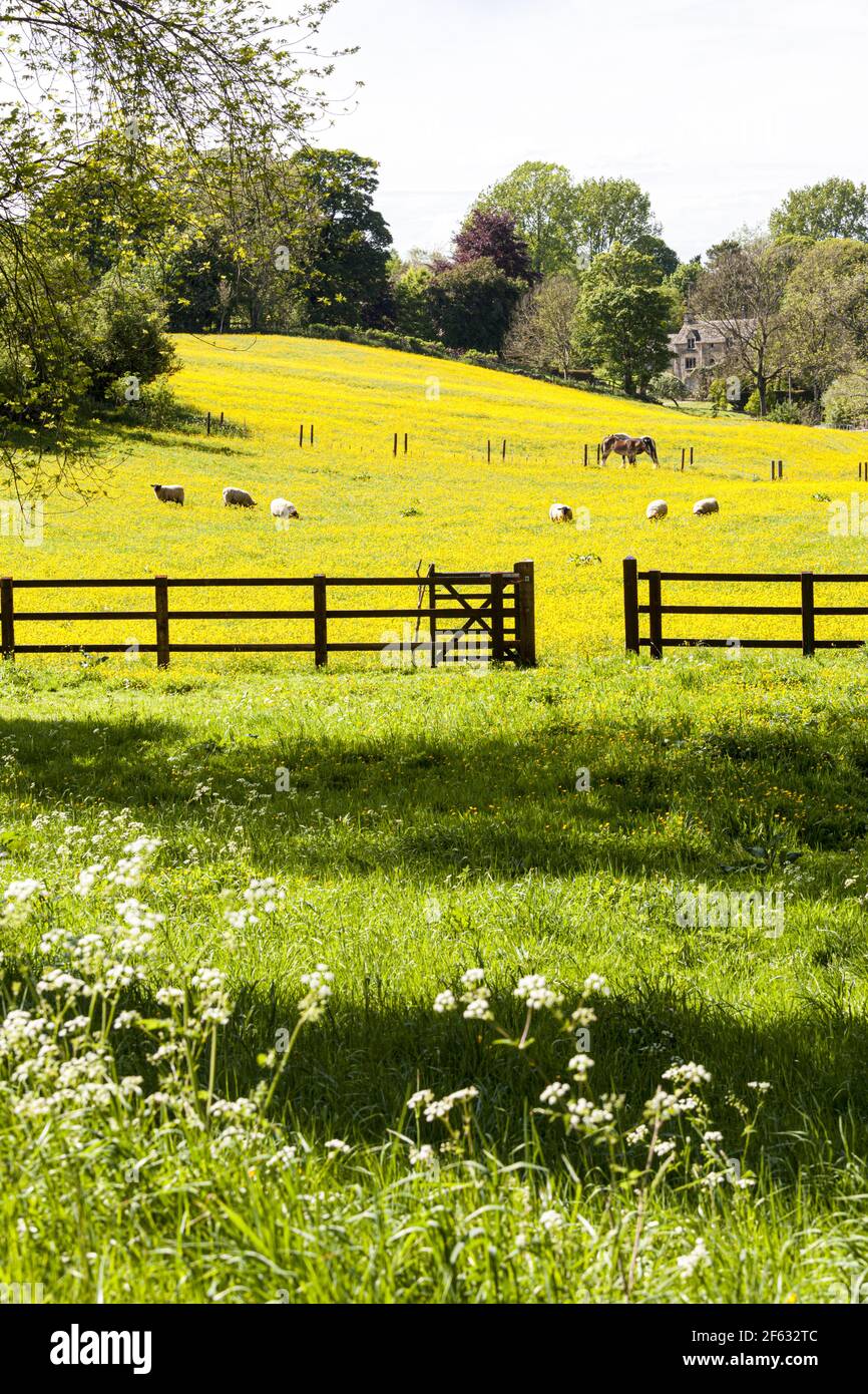 Die Cotswolds im Frühling - Pferde und Schafe in einem Feld von Butterblumen in Lower Dean in der Nähe von Turkdean, Gloucestershire UK Stockfoto