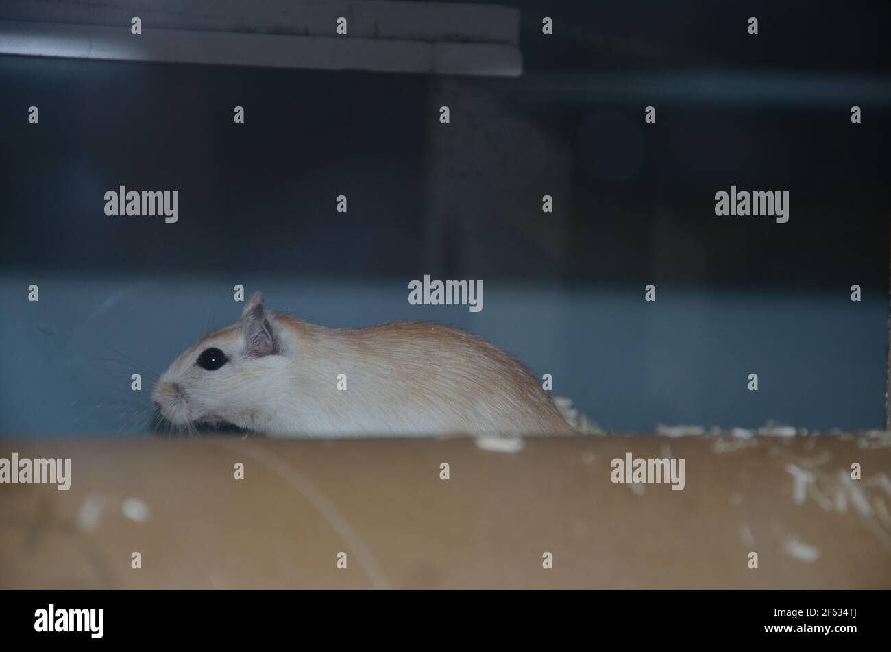 Weiße Maus mit schönen schwarzen Augen Stockfoto