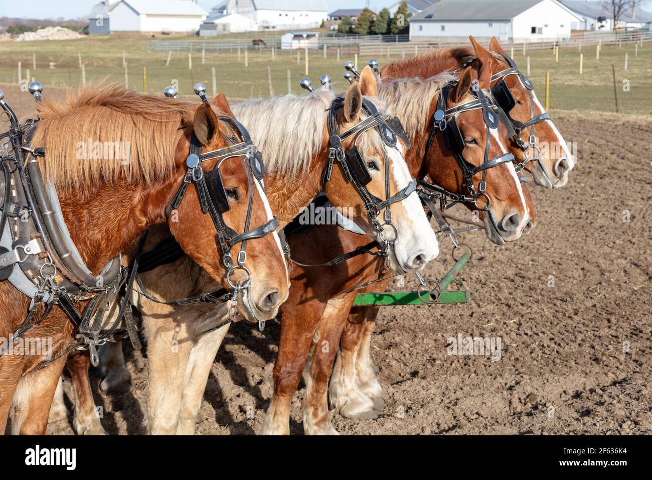 Belgische Draft Arbeit Pferde, Ziehen Pflug, Bodenbearbeitung, Frühjahr, Amish Farm, IN, USA, von James D. Coppinger/Dembinsky Photo Assoc Stockfoto
