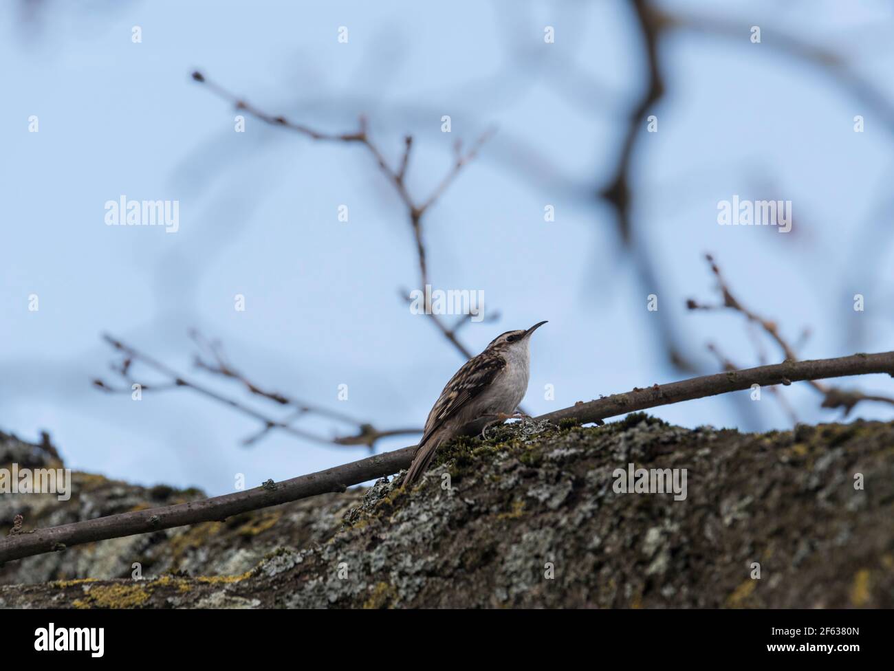 Gemeinsamen Waldbaumläufer (Certhia Familiaris) Stockfoto