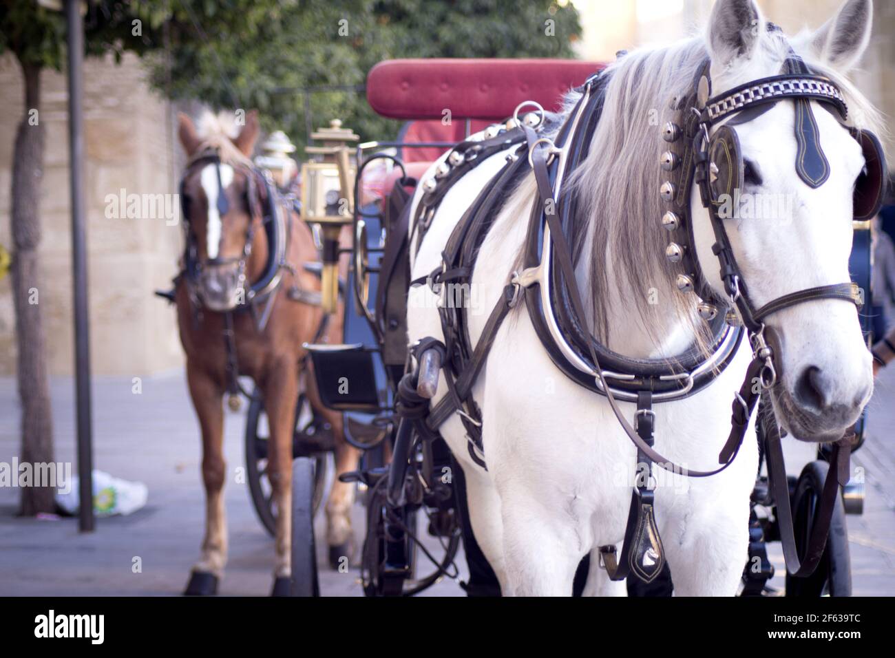 Weißes Pferd pflegte, einen Touristenwagen zu ziehen. Keine Personen Stockfoto