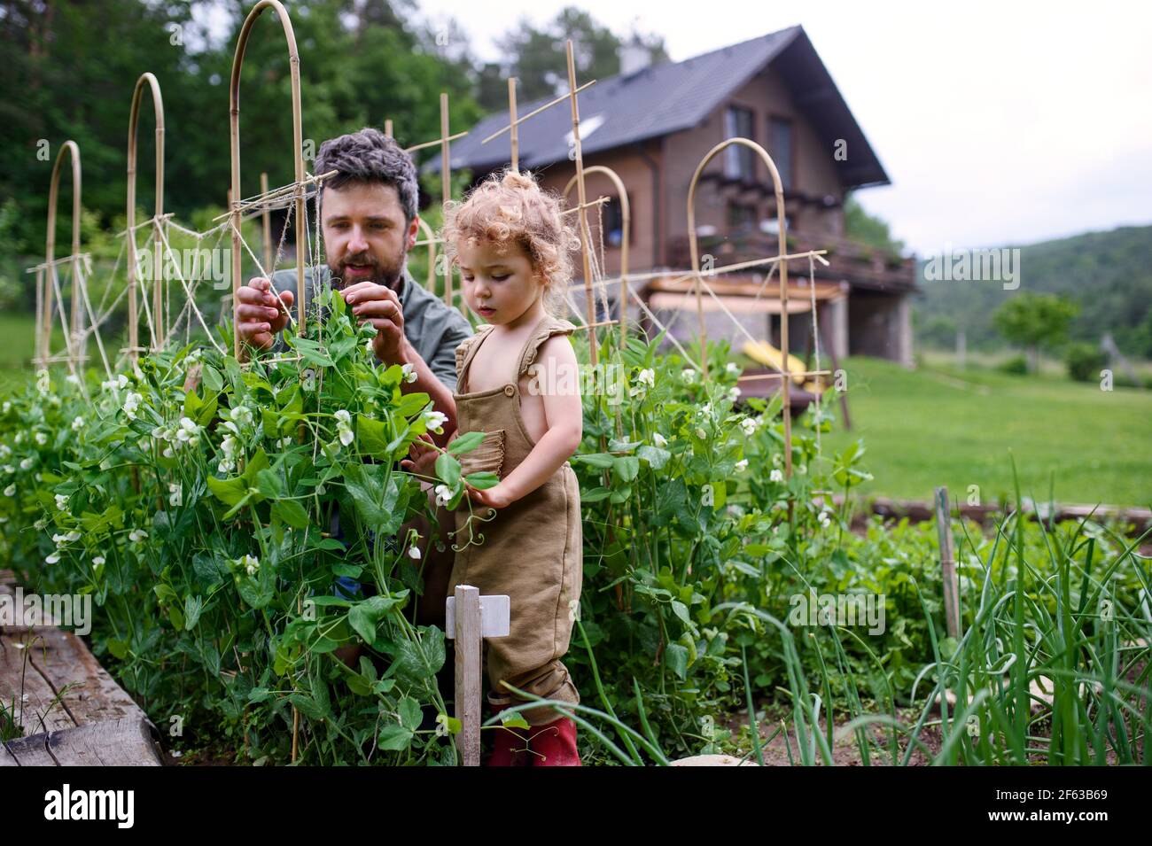 Kleines Mädchen mit Vater arbeitet im Gemüsegarten, nachhaltige Lebensweise. Stockfoto