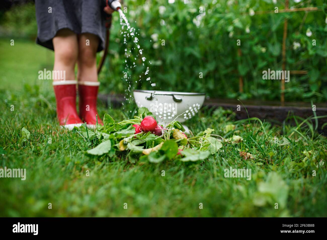 Unkenntlich kleines Mädchen arbeitet im Gemüsegarten, nachhaltige Lebensweise. Stockfoto