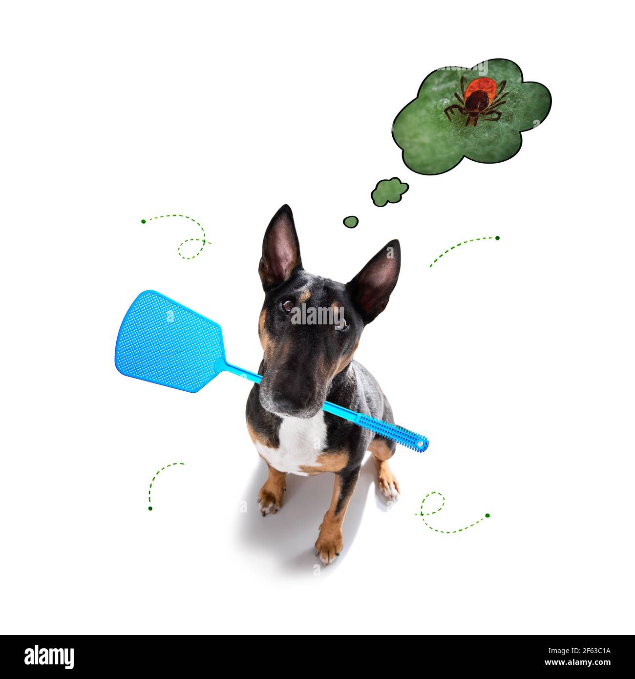 bullterrier Hund in Floh-und Zeckensaison , isoalted auf weißem Hintergrund Stockfoto