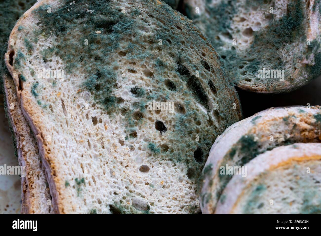 Fülle Schimmel auf den Brotscheiben, die auf dem Tisch liegen. Hergestellt in natürlichem Licht. Stockfoto