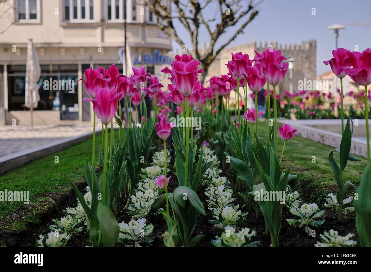Stadtgarten mit einem Blumenbeet mit rosa Tulpen, ausgerichtet und gut organisiert, Foto an einem schönen sonnigen Tag im europäischen Frühling gemacht. Stockfoto