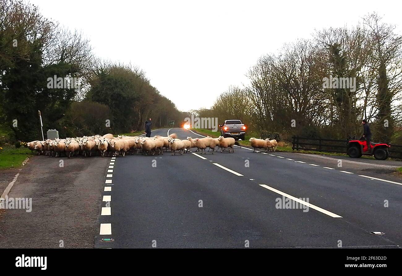 Schafzucht in Dumfries und Galloway, Schottland -- Überqueren Sie die geschäftige A75 Dumfries zur Stranraer Road. --- viele Bauern haben das Problem, Straßen zu überqueren, um Schafe zu neuen Weiden zu bringen, aber nur wenige haben eine so schwierige Aufgabe, wie den ständig schweren Fährverkehr von Cairnryan nach Irland zu vermeiden. Die Aufgabe erfordert ein spezifisches Wissen darüber, wann die Straße am leisesten ist und den Einsatz eines kompetenten Schafhundes. Stockfoto