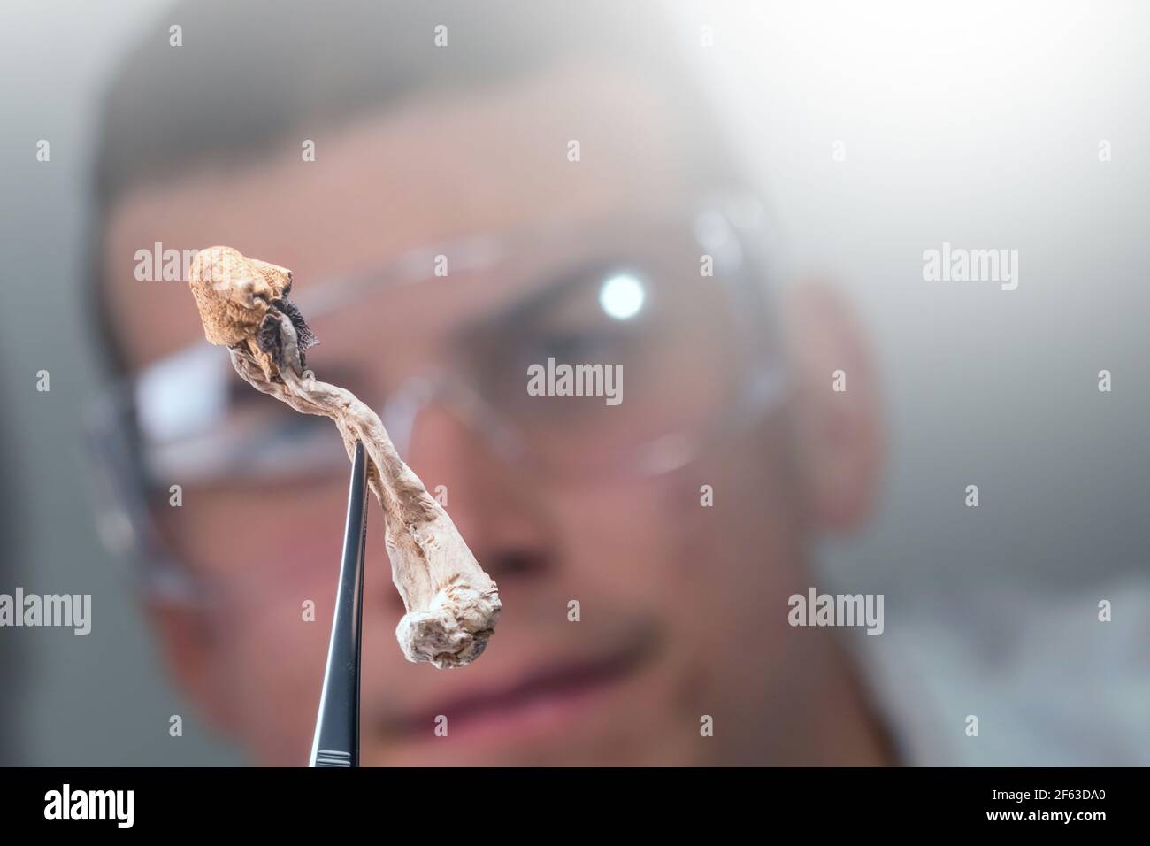 Magische Pilze im Labor. Psilocybin Wissenschaft und Forschung. Person, die Pilze untersucht. Stockfoto