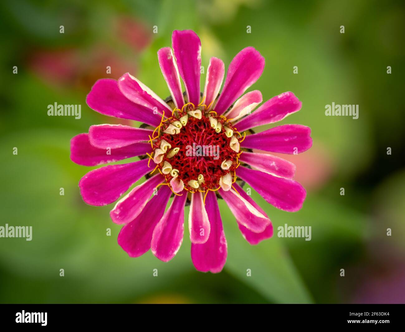Einzelne Zinnia Wildflower Aganist ein grüner Hintergrund Stockfoto