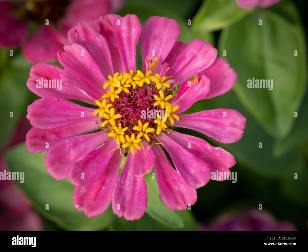 Einzelne Zinnia Wildflower Aganist ein grüner Hintergrund Stockfoto