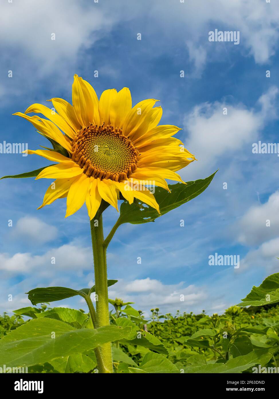 Große gelbe Sonnenblume aganist ein blauer Himmel Stockfoto