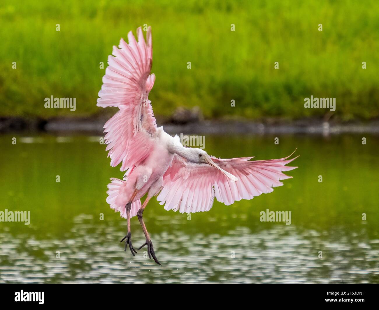 Pink und White Roseate Löffelchen mit Flügeln verbreitet kommen in Auf dem Wasser im Myakka River State Park landen Sarasota Florida USA Stockfoto