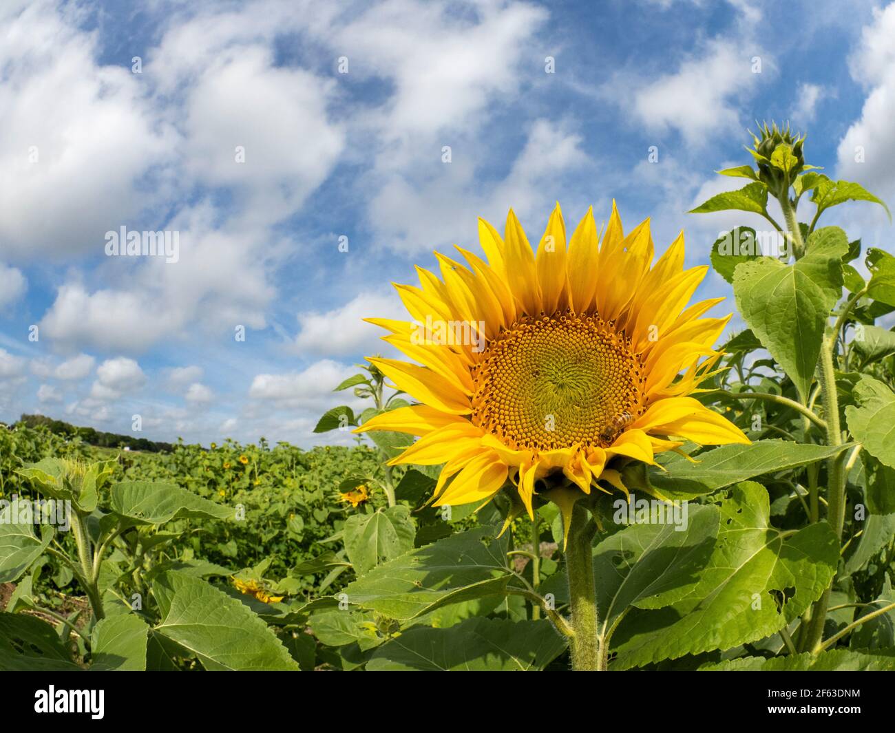 Große gelbe Sonnenblume aganist ein blauer Himmel Stockfoto