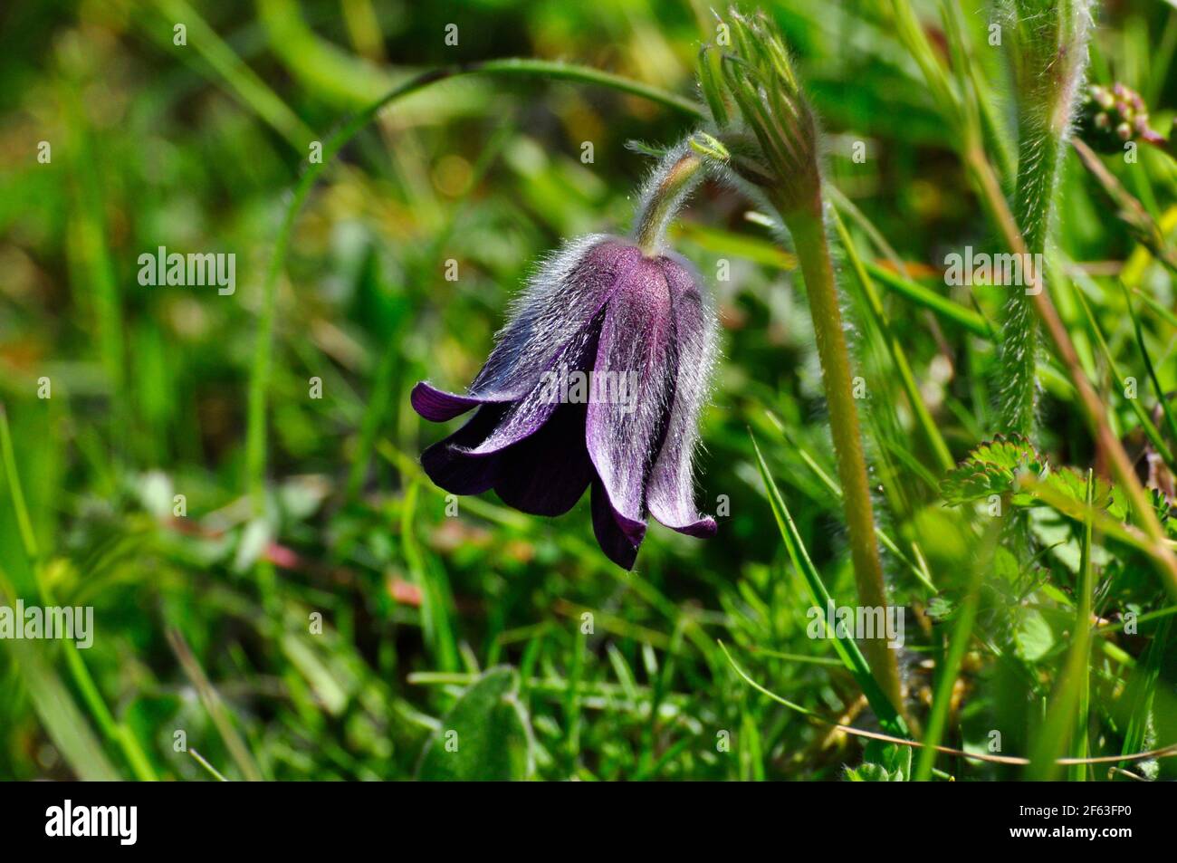 Pasque-Blume (Pulsatilla vulgaris) blüht im April auf dem Martin Down, National Nature Reserve, in Hampshire. VEREINIGTES KÖNIGREICH Stockfoto