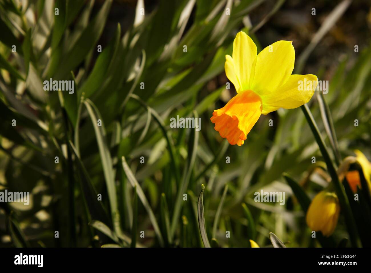 Blühende Blume Narzisse in den Strahlen des ersten Frühlings So Stockfoto