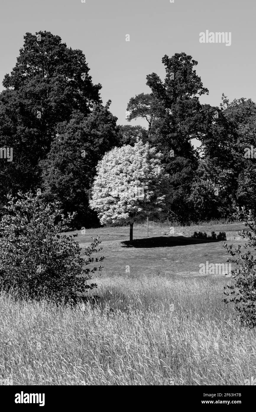 Natur In Großbritannien Stockfoto