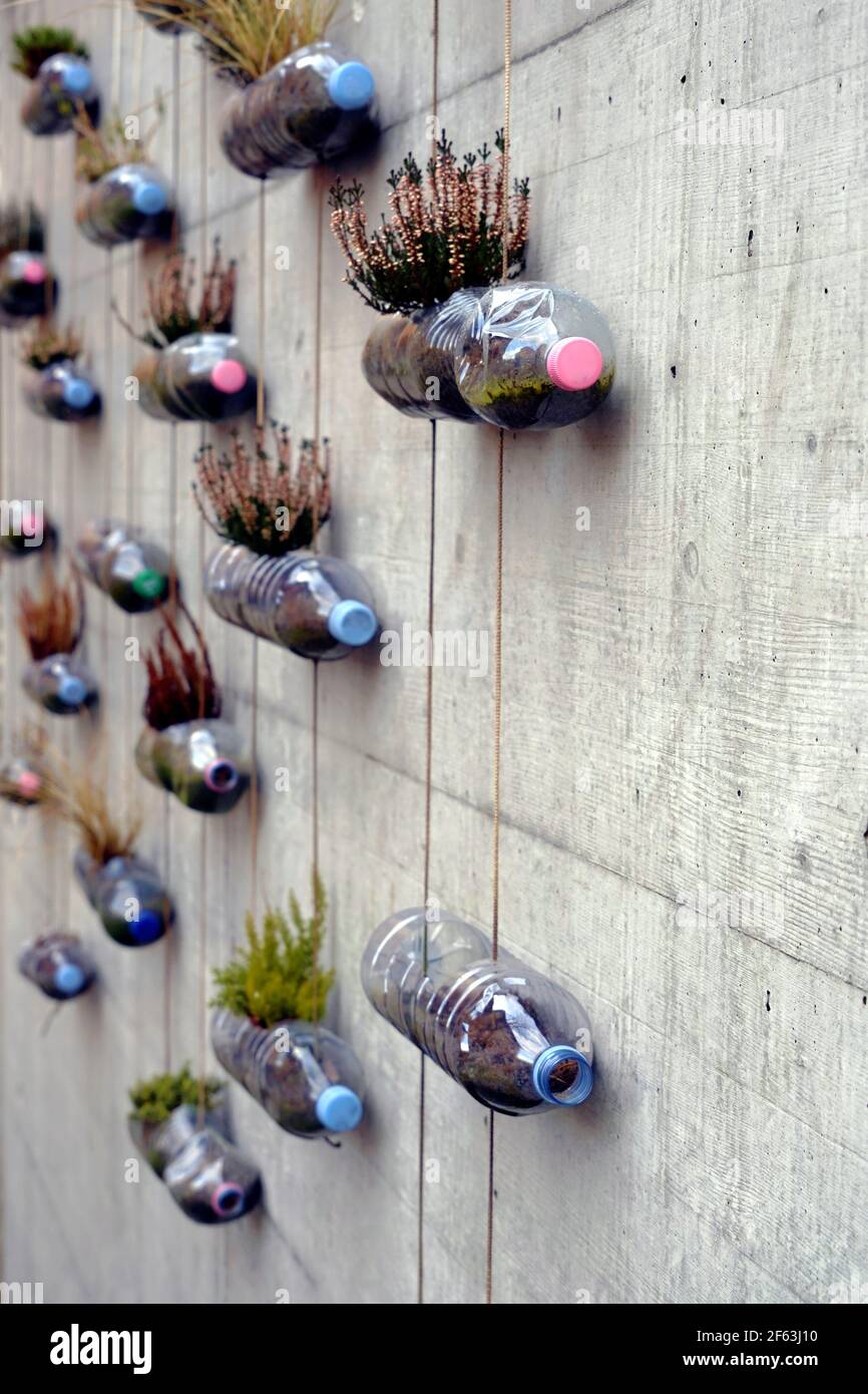 Upcycling oder Upcycling von Plastikflaschen aus Softdrinks mit bunten Kappen verwandeln sie in Mikro-städtischen minimalistischen vertikalen Garten. Stockfoto