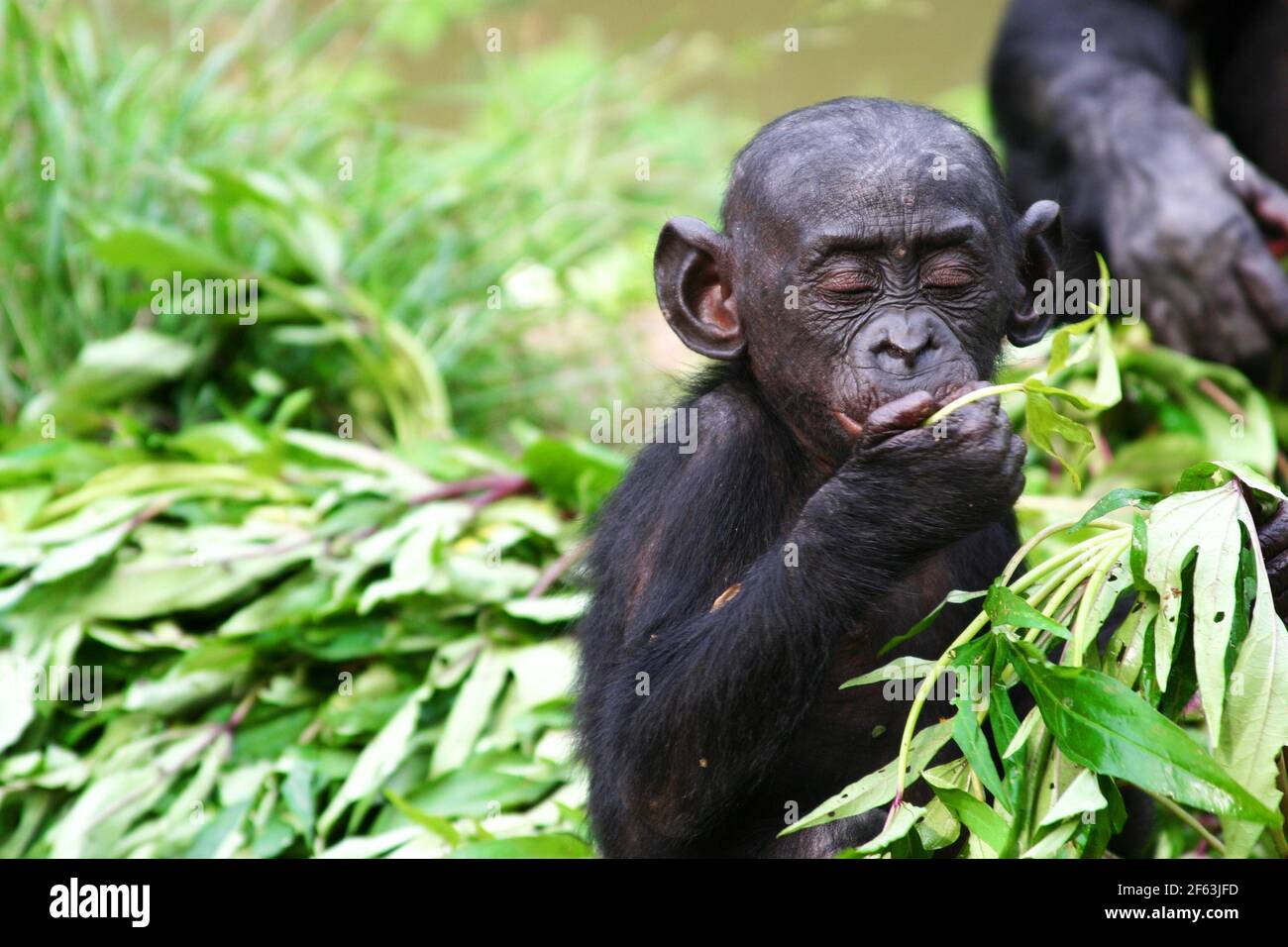 Porträt eines sitzenden Baby Bonobo Essen Blätter in der lola ya Bonobo Heiligtum in der Nähe von kinshasa; Kongo-Republik Stockfoto