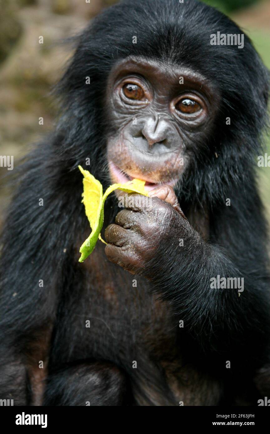 Portrait eines bby bonobo eatingeating a paya in der lola ya bonobo Heiligtum in der Nähe von kinshasa; Kongo Republik Stockfoto