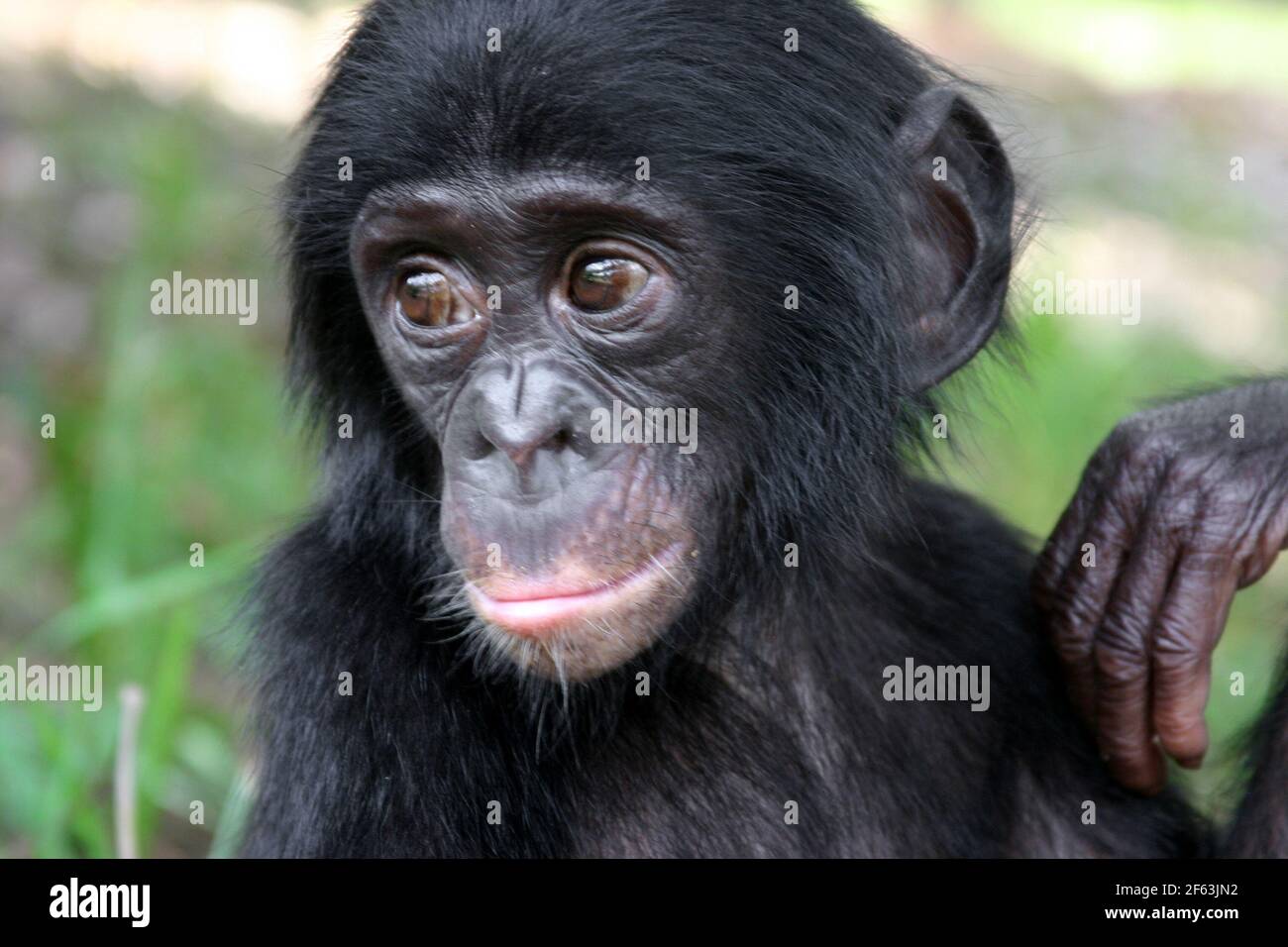 Ptorso und Kopf eines Baby Bonobo in der lola ya Bonobo Heiligtum in der Nähe von kinshasa; Kongo Republik Stockfoto