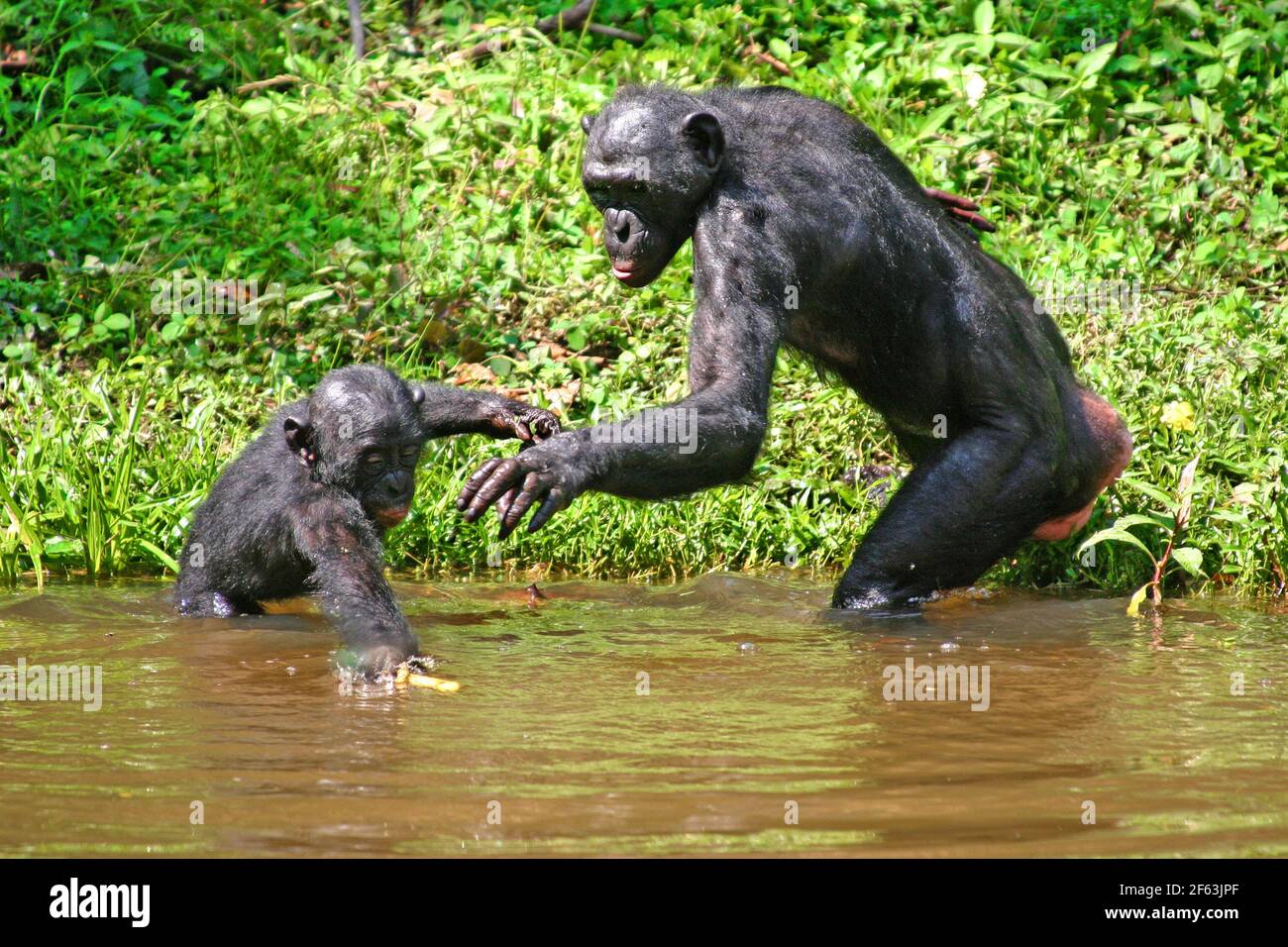 Baby Bonobo mit Mutter, die im Wasser steht, um einen Zweig im lola ya Bonobo Heiligtum in der Nähe von kinshasa zu holen; Kongo-Republik Stockfoto