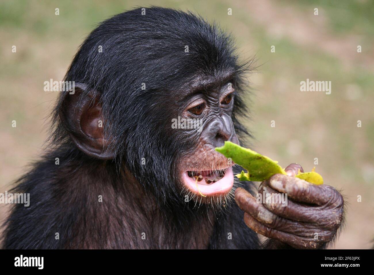 Hauptportrait eines Baby Bonobo essen eine Papaya im lola ya Bonobo Heiligtum in der Nähe von kinshasa; Kongo Republik Stockfoto