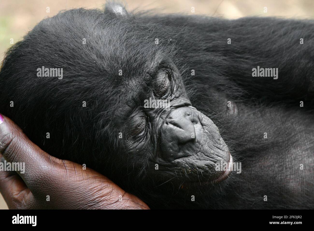bonobo Baby Restin auf menschlicher Hand in der lola ya Bonobo Heiligtum in der Nähe von kinshasa; Kongo Republik Stockfoto