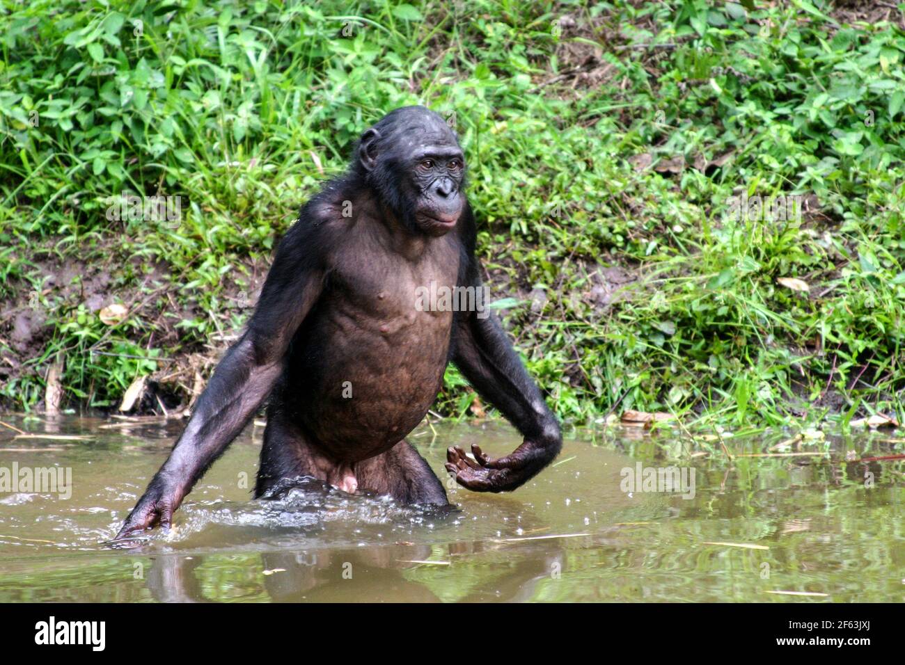 Männlicher Bonobo steht im Wasser im lola ya Bonobo Heiligtum in der Nähe von kinshasa; Kongo Republik Stockfoto