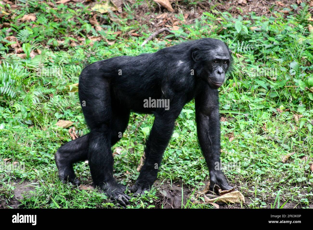 Portrait eines männlichen Bonobos, der auf allen Vieren im lola ya Bonobo Heiligtum in der Nähe von kinshasa; Kongo Republik läuft Stockfoto