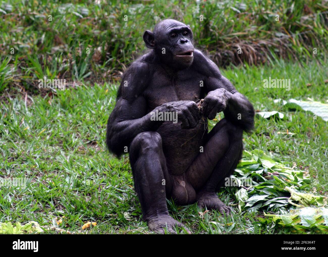 Porträt eines sitzenden männlichen Bonobos, der einen Zweig im lola ya Bonobo Heiligtum in der Nähe von kinshasa isst; Kongo-Republik Stockfoto