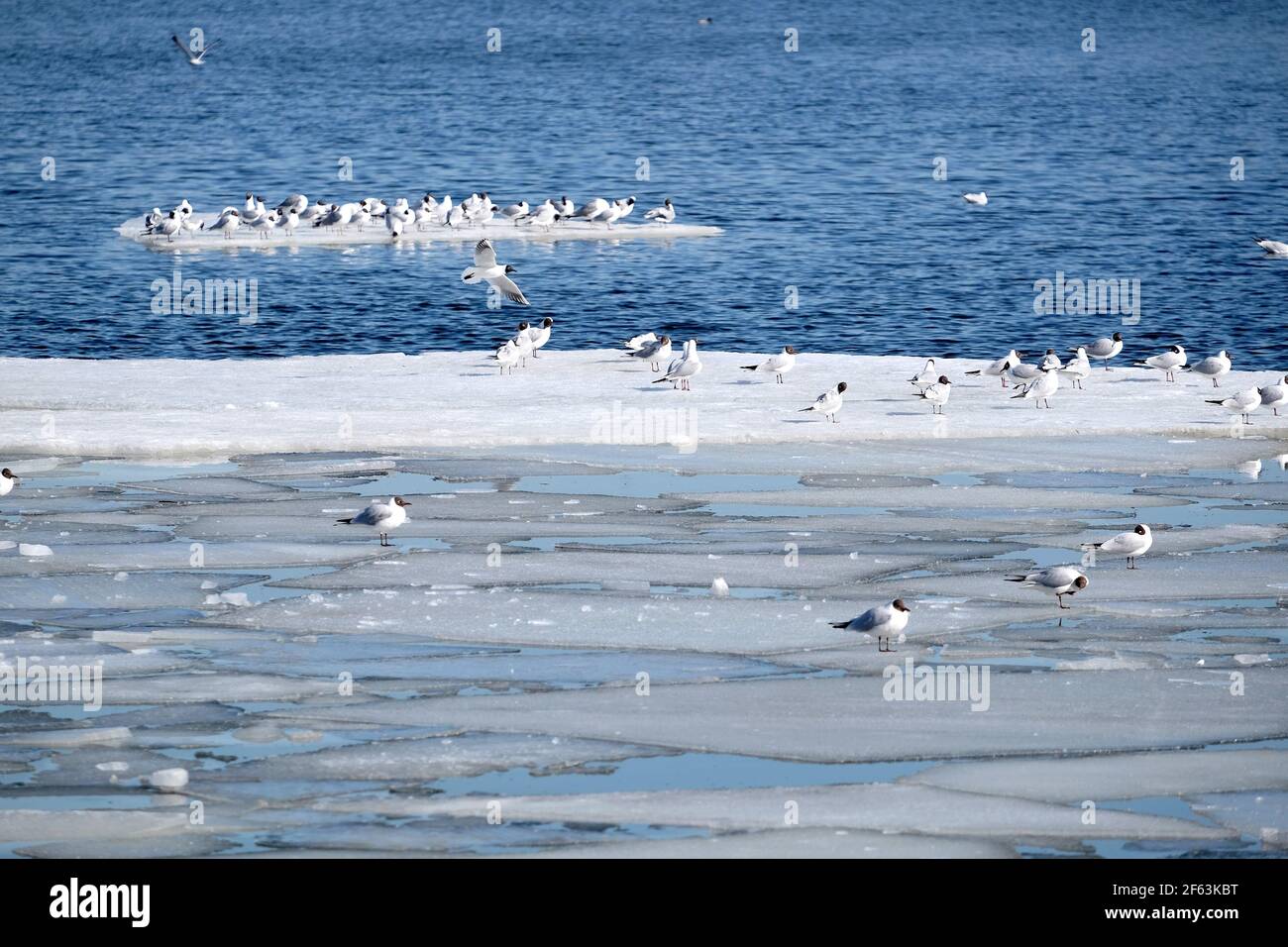 Viele wilde Möwen sitzen auf einer schwimmenden Eisscholle In kaltblauem offenen Wasser in hellen sonnigen Frühlingstag Horizontale Ansicht Stockfoto