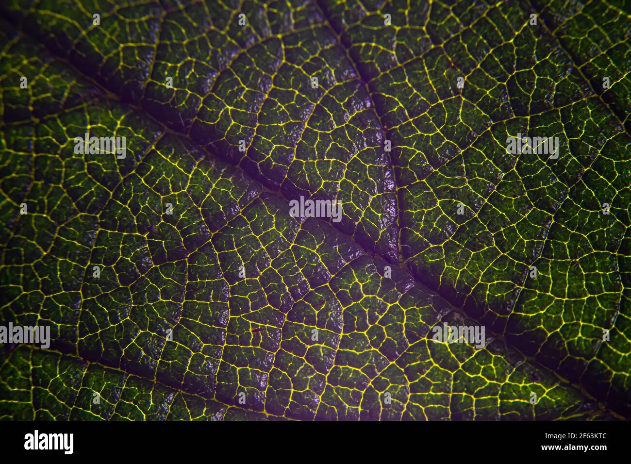 Makrofotografie eines grünen Auslaubs im Sommer mit Adern und Mittelrippe. Stockfoto