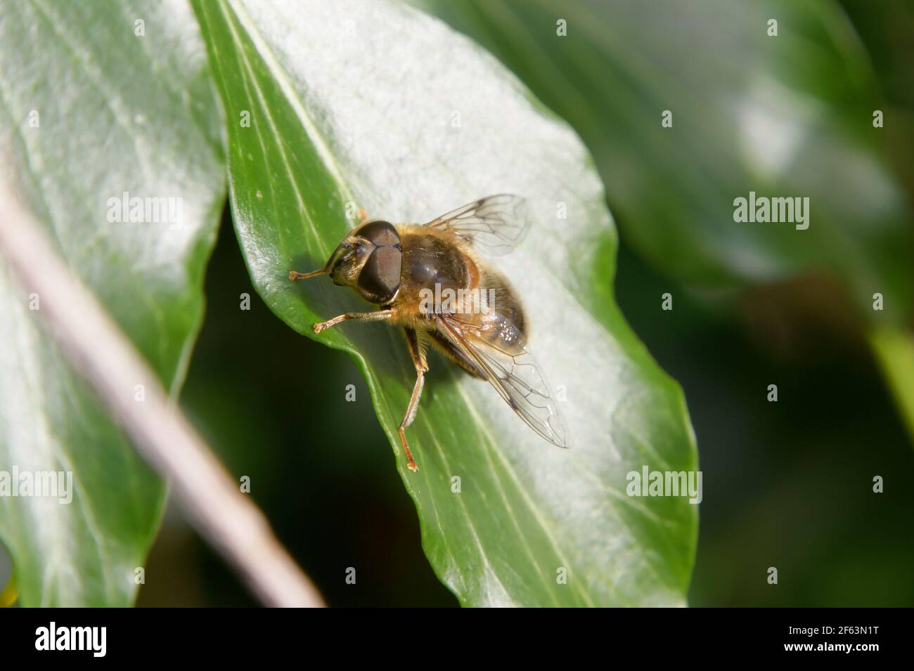 Honigbiene (APIs melifera) saß auf einem Blatt in einem Garten in Didsbury, Manchester, Großbritannien Stockfoto