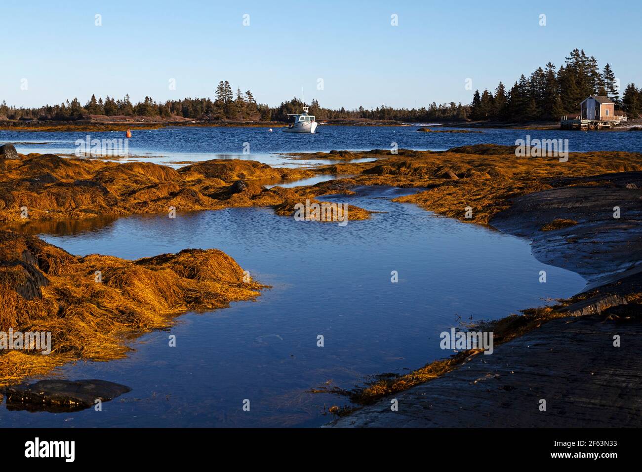 Seetang auf geschichteten Steinen bei Blue Rocks in Nova Scotia, Kanada. Ein Boot schwimmt vor der Küste. Stockfoto