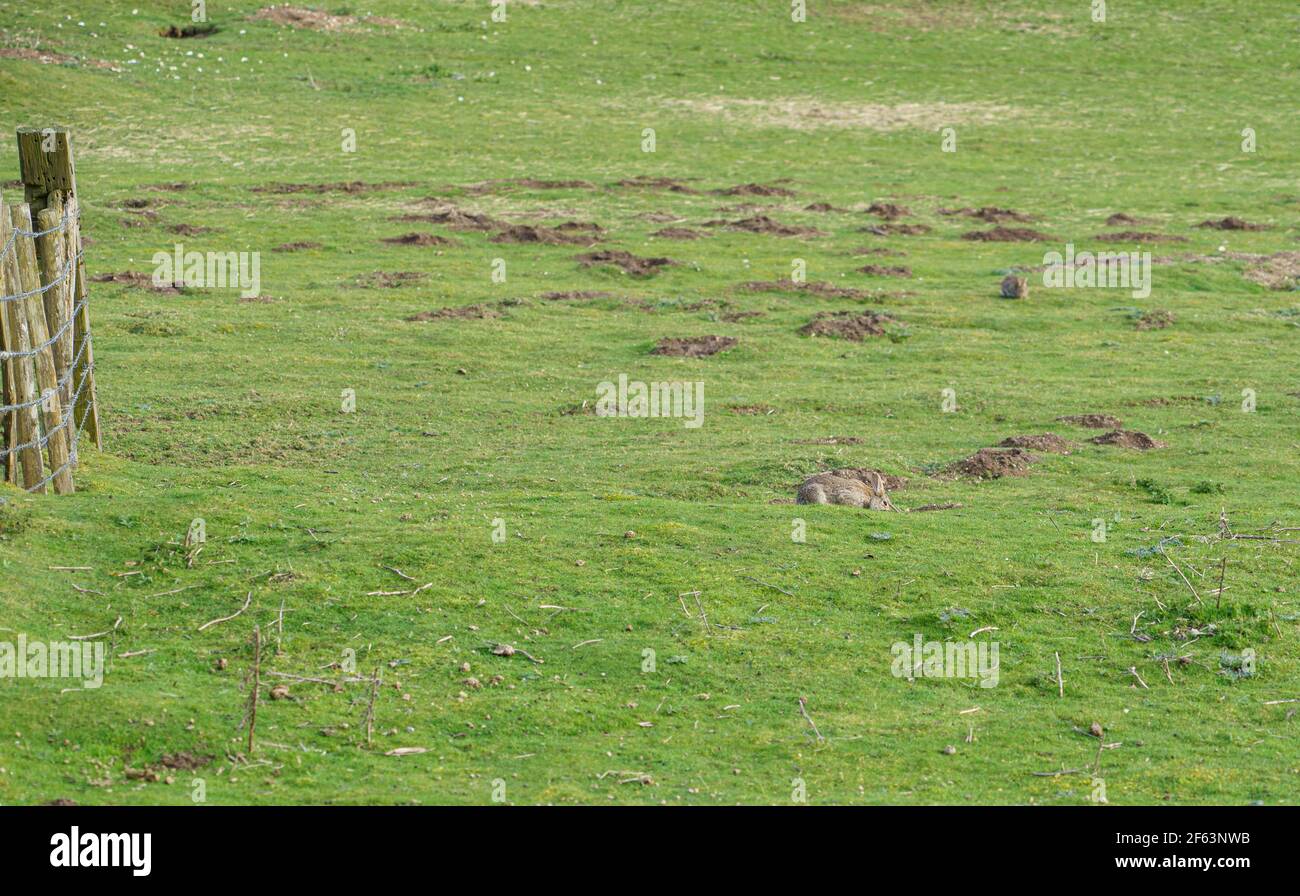 Wildes graues Kaninchen, das üppiges Wiesengras frisst Stockfoto