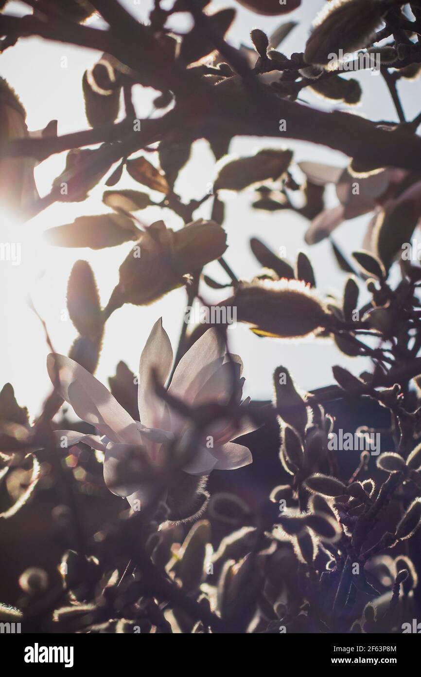 Im Sonnenschein schöner weiß blühender Magnolienbaum (Magnolia Kobus). Magnolia stellata -frühe Frühlingsblumen- weiche Farbe Hintergrund Stockfoto
