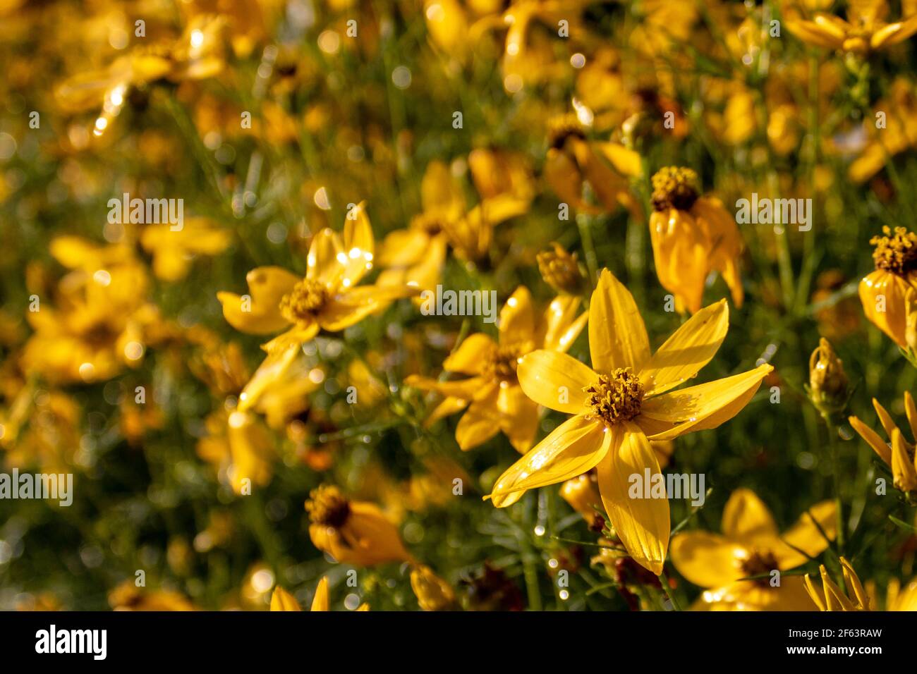 Gelb blühender, wriger Tickseed (Coreopsis verticillata), Nahaufnahme und selektiver Fokus Stockfoto