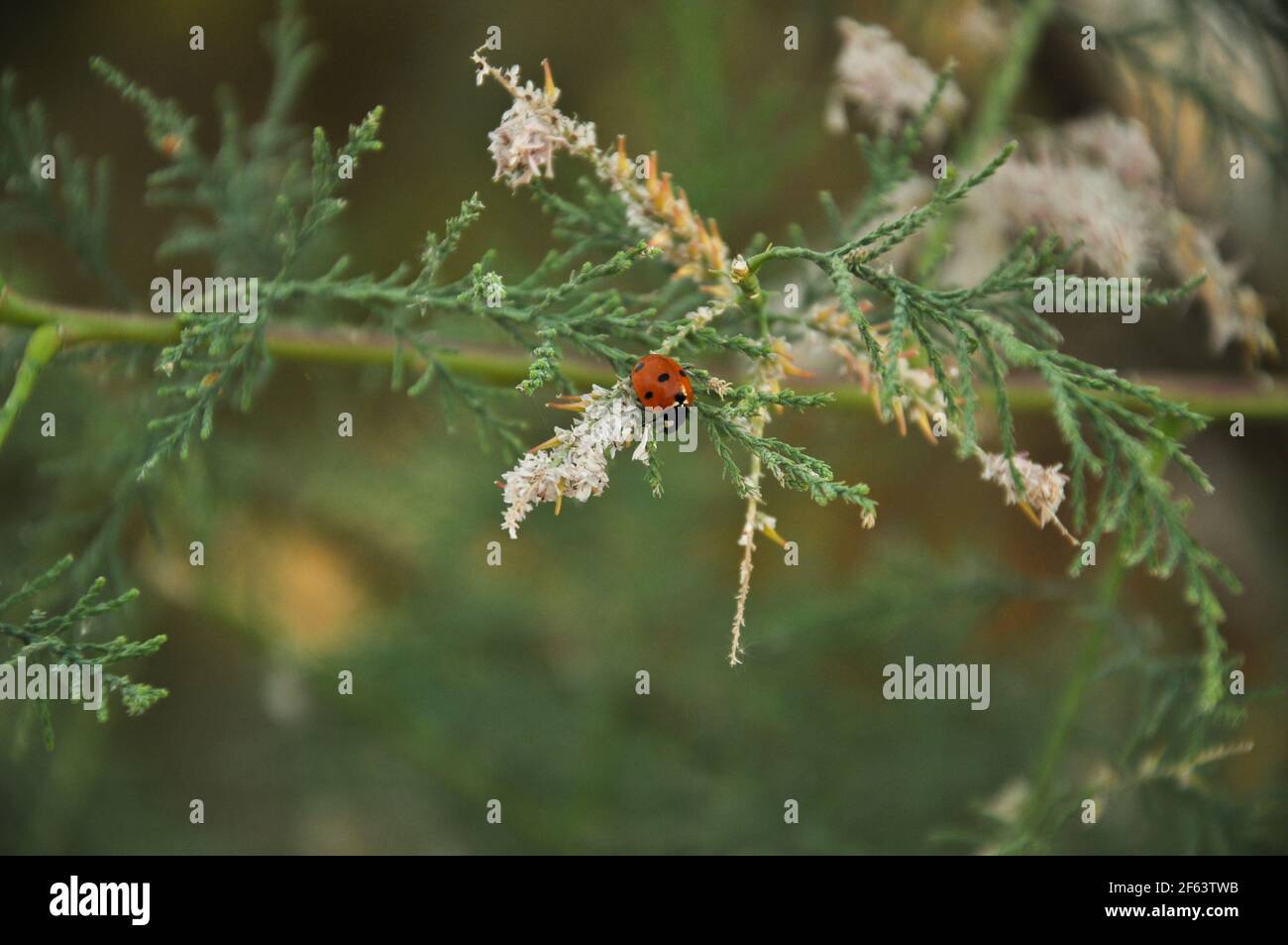 Marienkäfer hautnah in der Natur mit grünen Pflanzen Stockfoto