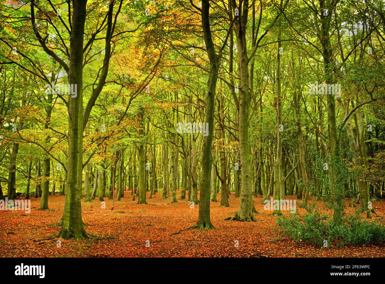 Großbritannien, South Yorkshire, Barnsley, Wombwell Wood Stockfoto