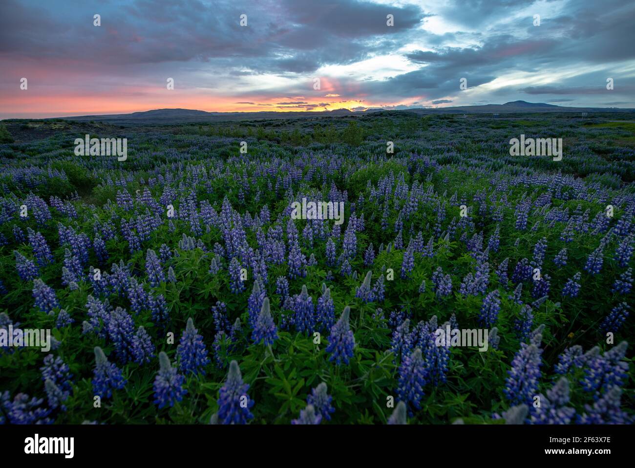 Während der Mitternachtssonne des Sommers in der Wildnis Islands blüht ein riesiges Feld aus violetten Lupinen. Stockfoto