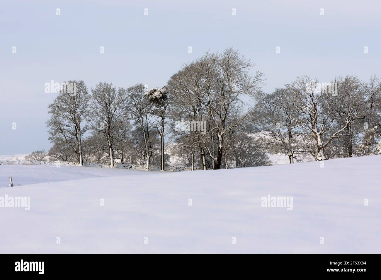 Frischer Schnee auf Bäumen und Weiden, Hawes, Wensleydale, Yorkshire Dales National Park Stockfoto