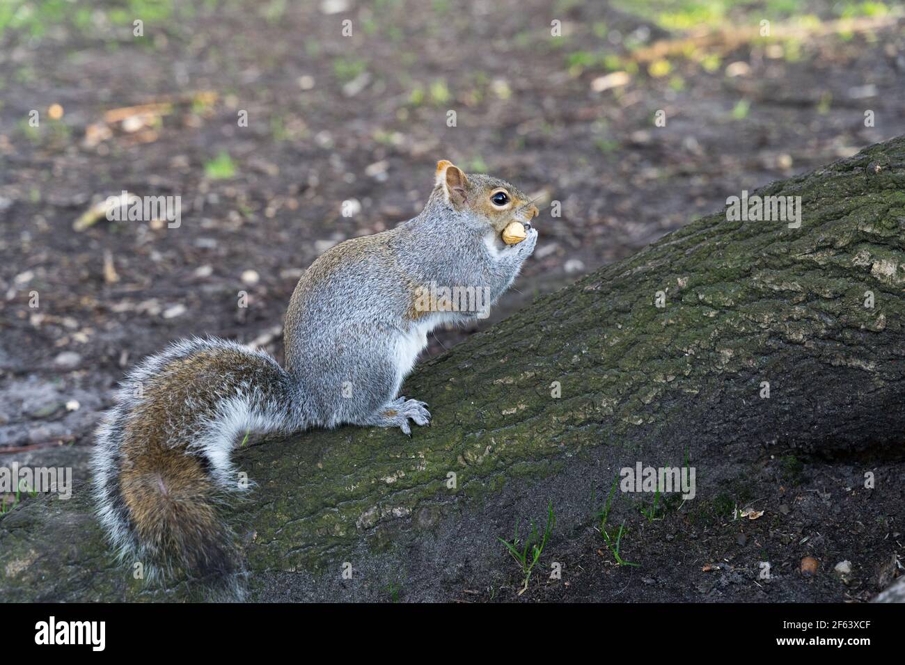Eichhörnchen essen rohe Erdnüsse in London greenwich Park Stockfoto