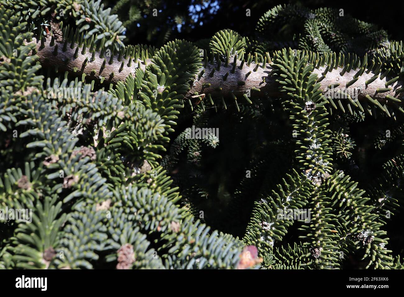 Abies pinsapo var marocana Marokkanischer Tannenbaum – nadelartige Blätter und rote, unreife Samenkegel, März, England, Großbritannien Stockfoto