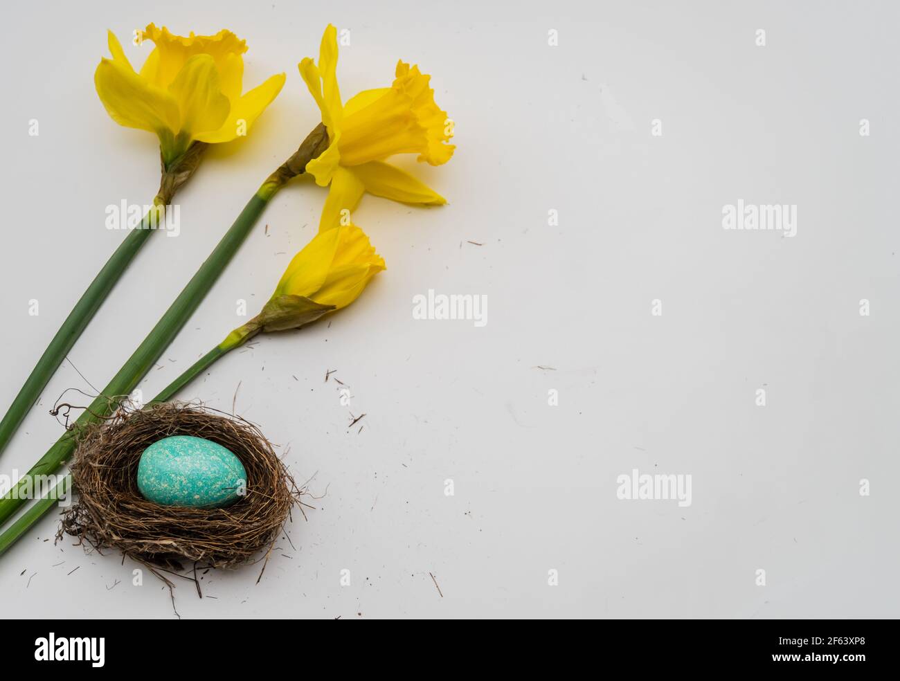 Anzeichen eines frühen Frühlings: Leuchtend gelbe Narzissen und Vögel nisten mit einem blauen Ei Stockfoto