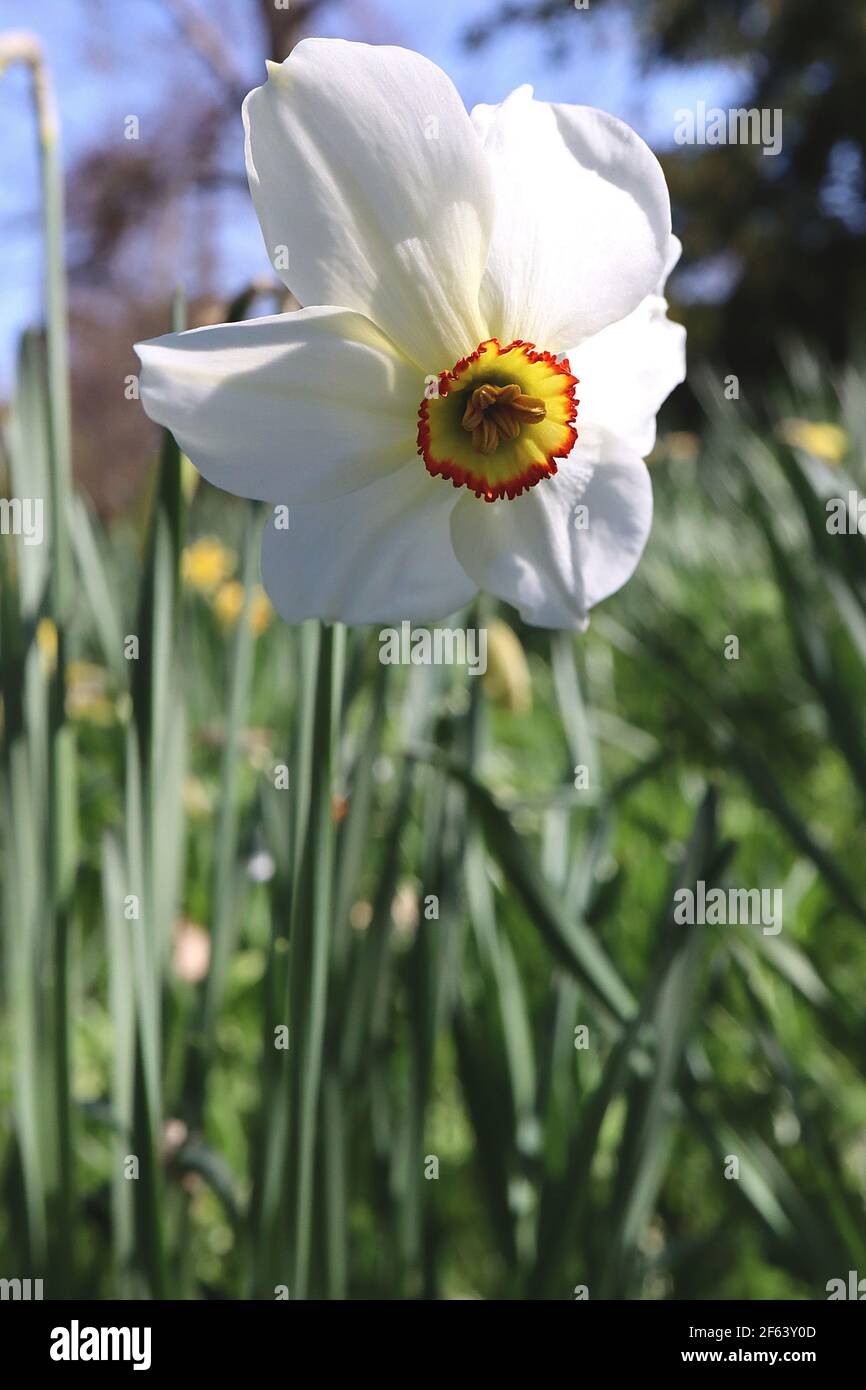 Narcissus Poeticus var. recurvus Division 13 Botanischer Name Narzissus-Augendaffodil – weiße Blütenblätter, kleine gelbe Tasse mit rotem Rand, März, England Stockfoto